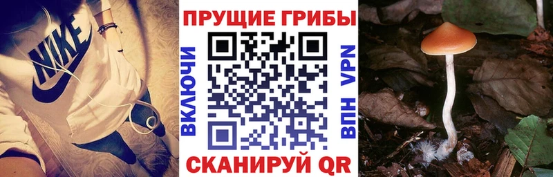 MEGA как зайти  Павловская  Галлюциногенные грибы Psilocybe 